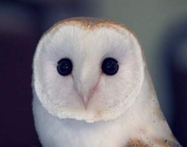 《貓頭鷹飛行的聲音》最高品質靜悄悄就是在說這種⁽⁽ଘ( ˙꒳˙ )ଓ⁾⁾