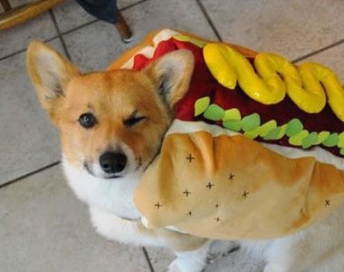 《狗狗們的搞笑服裝》主人真的愛惡整這些汪星人耶（笑）