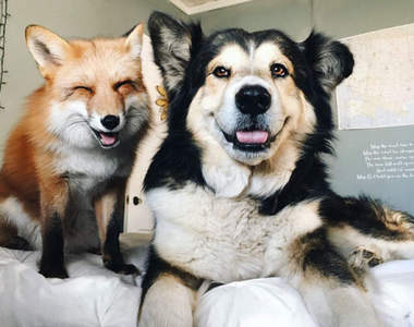 《愛上狗狗的微笑狐狸》跨越種族的兩小無猜好情誼