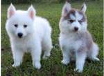 《博士奇pomsky》博美+哈士奇的可愛當中帶點野性 《博士奇pomsky》博美+哈士奇的可愛當中帶點野性