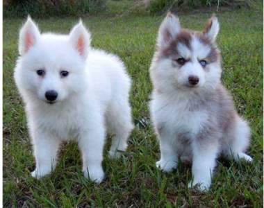 《博士奇pomsky》博美+哈士奇的可愛當中帶點野性