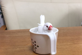 《在麥茶裡洗澡的文鳥》洗完會有一身茶香嗎 ♪ 《在麥茶裡洗澡的文鳥》洗完會有一身茶香嗎 ♪