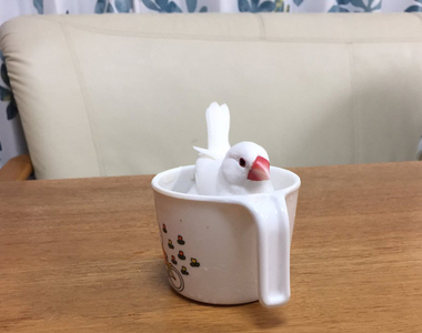 《在麥茶裡洗澡的文鳥》洗完會有一身茶香嗎 ♪