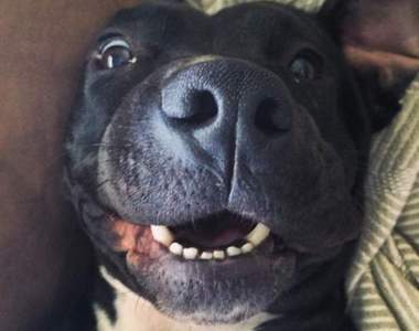 《狗狗被領養的第一天》露出在收容所看不見的安心與笑臉