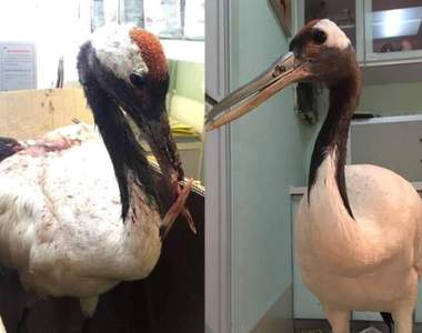 好有愛《為重傷丹頂鶴裝上3D列印鈦合金喙》網友：變成金鋼狼了