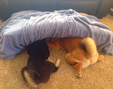 《不知道床怎麼睡的狗》這樣睡好像比較蘇服～