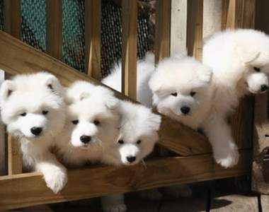 《如何分辨長超像的寵物》讓鄉下奶奶教你一秒辨認法