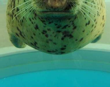 《圓滾滾的奇蹟海豹萌照》京都水族館拍下了史上最可愛的一張照片❤