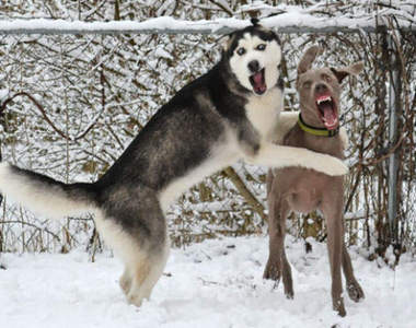 非改圖《動物爆笑照片》渾然天成的表情包啊ww