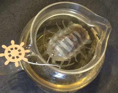 《大王具足蟲茶包》快來喝深海巨蟲流出的湯汁...(?)