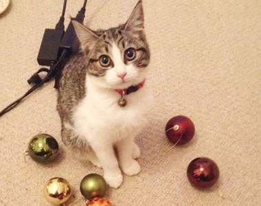 飼主淚訴《我的貓有奇怪嗜好》孩子你不能像正常貓一樣收集東西嗎......