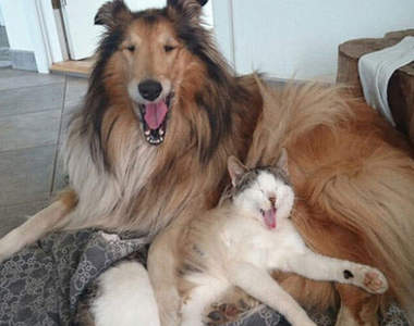 《認識第一天就睡一起的貓和狗》你是我的枕枕我是你的毯毯～♥