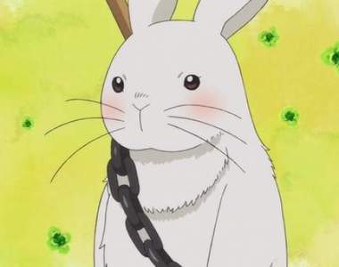 《養了兩年的兔子》最近才發現牠的真面目……