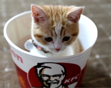 《肯德基貓咪桶》這麼萌的桶餐來10桶都沒問題(〃∀〃)