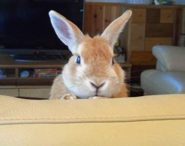 《兔子的傻萌舉動》原來兔子不只可愛還挺有幽默感呢w