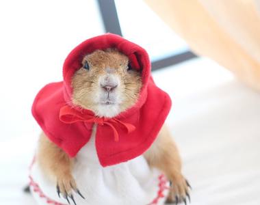 可愛的犯規《土撥鼠弟弟》吱吱~歡迎來到我的服裝秀