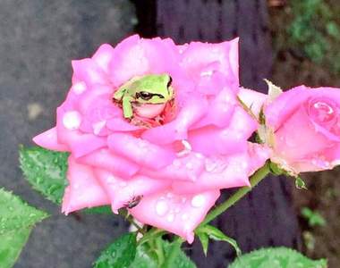 《玫瑰上的青蛙》這根本是繪本裡才會出現的夢幻場面吧(*´∀｀*)