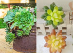 《植物心理測驗》喜歡的種類暗示了你的個性 《植物心理測驗》喜歡的種類暗示了你的個性