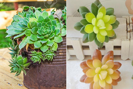 《植物心理測驗》喜歡的種類暗示了你的個性 《植物心理測驗》喜歡的種類暗示了你的個性