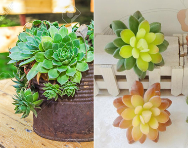 《植物心理測驗》喜歡的種類暗示了你的個性