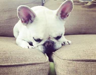 《毛小孩的奇行》無法用常理解釋的行為就是萌♥