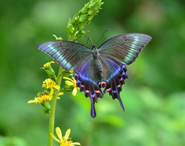 《顯微鏡下的蝴蝶翅膀》蝴蝶身上有個小小藝術展覽會