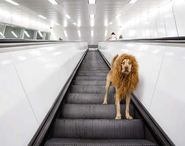 《都市叢林裡的獅子》你看得出來其實牠原本是一隻流浪狗嗎？