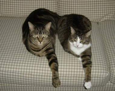 《同步貓》趴三 零時差的複製貼上就從日常做起（？）