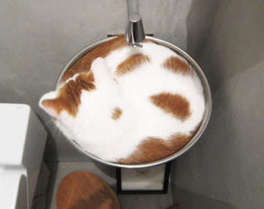 《貓咪心中有床處處是床》居家篇 牠們都在努力扮演好液體的角色（攤）