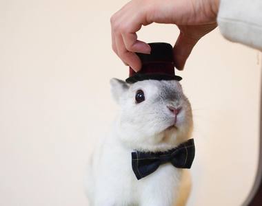 《兔兔的帽子時尚秀》白胖胖的樣子搭什麼帽子都好看 ❤