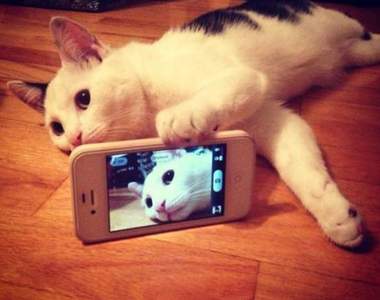 《動物自拍大賽》大夥兒的顏值和自拍技巧好像都比人類還出色欸ww