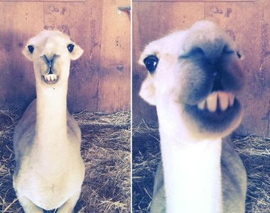 微笑草尼馬「尤達」 願微笑與你同在