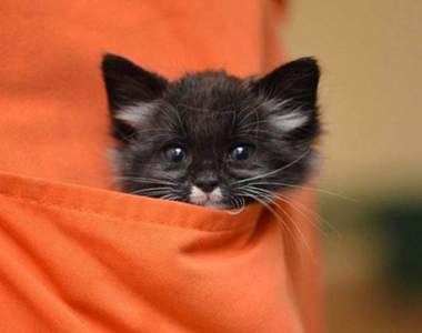 《口袋貓》獸醫專屬的貼身小福利(✪ω✪)