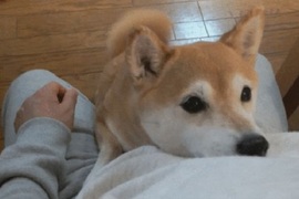 《出乎預料的狗狗求饒法》寶貝你這樣我到底要原諒你還是不原諒你XD