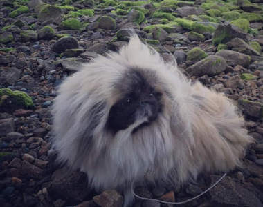 《毛茸茸餛飩湯》這團小毛球到底是什麼可愛生物!?