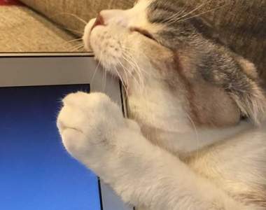 《動物奧客》客人、客人~這樣我們會很困擾的ww