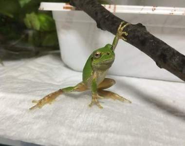 《超帥青蛙POSE》讓人懷疑寵物是英雄的姿勢引發一致圖湧出ww