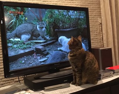 《貓咪特集節目》同時也吸引了家中貓主子的收看?(笑)