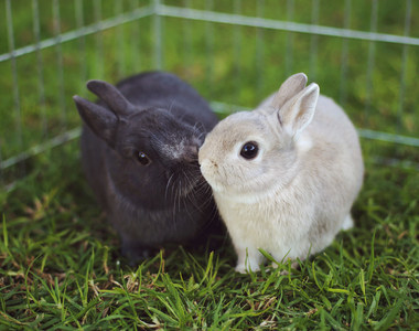 《兔子太寂寞會死掉？》其實一切都是腸胃的問題...