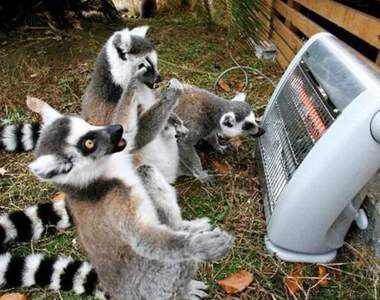 《陶醉取暖的慵懶動物們》電暖器周圍的VIP席永遠是牠們的