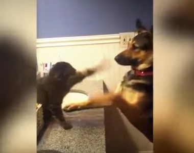 《小貓大狗拳擊賽》這出拳速度簡直快如閃電～