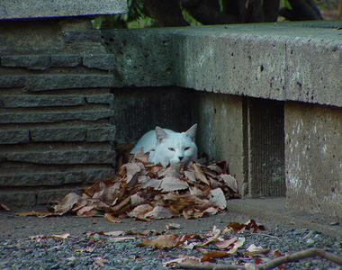 《怕冷的貓咪》為了防寒取暖而變得行徑詭異ww