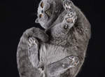 《Under-Cats》貓咪的毛茸茸肚肚與肉球魅力就在這裡了 《Under-Cats》貓咪的毛茸茸肚肚與肉球魅力就在這裡了