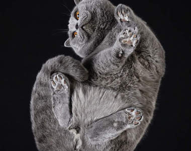 《Under-Cats》貓咪的毛茸茸肚肚與肉球魅力就在這裡了