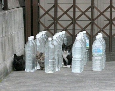 《寶特瓶驅貓術》根本無效？到底是誰說貓咪討厭裝水寶特瓶的ww