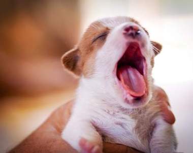 完整揭曉《狗狗的肢體語言》原來對你打哈欠代表重視你?