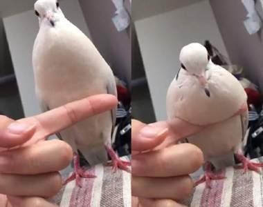 《鴿子リンネ的麻糬胸》超級軟綿綿的鳥歐派 手指都陷進去啦～♥