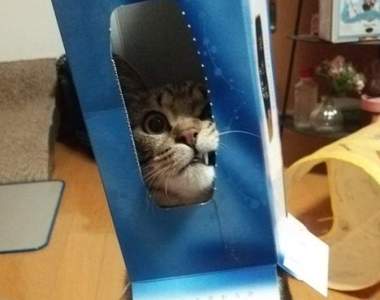 《貓咪與面紙盒》看似普通的盒子其實是能讓貓咪又愛又恨的家中常備玩具ww