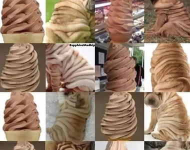 《是寵物還是食物》原來是冰淇淋啊我還以為是巴哥犬呢