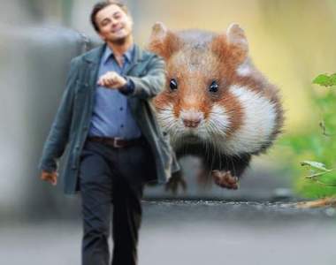 《奔跑吧倉鼠!》李奧納多皮卡丘從不缺席PS改圖戰阿XD